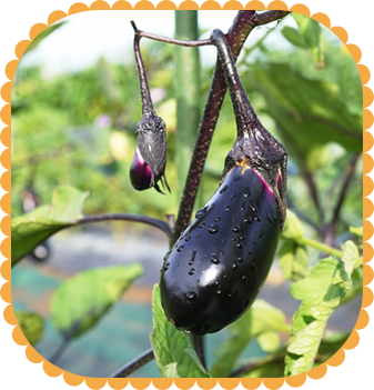 地域交流・食育イベント